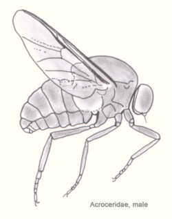 Kuleflue - Acroceridae
