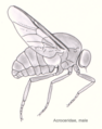 Dip-Acroceridae.png