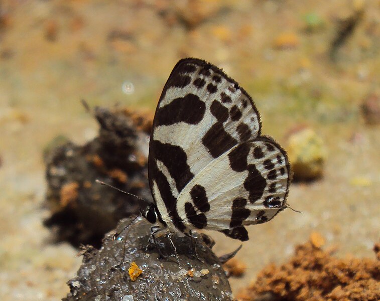 File:Discolampa ethion – Banded Blue Pierrot 11.JPG