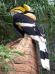Större näshornsfågel (Buceros bicornis)
