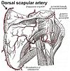 Dorsal scapular artery