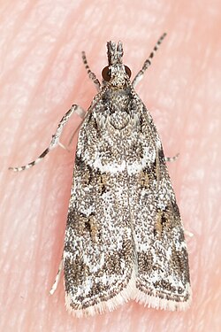 Double-striped Scoparia Moth (Scoparia biplagialis)