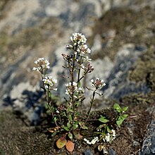 Draba brachycarpa.jpg