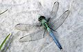 Dragonfly ran-103.jpg
