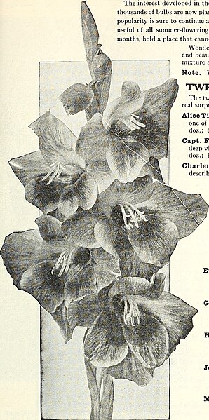 File:Dreer's garden book 1927 (1927) (20400909574).jpg