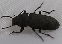 Dunkler Mehlkäfer Tenebrio obscurus 2557.jpg