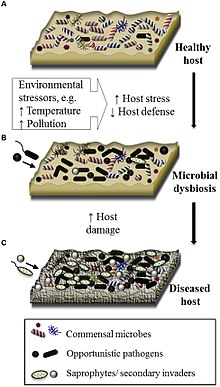 dysbiosis betegség