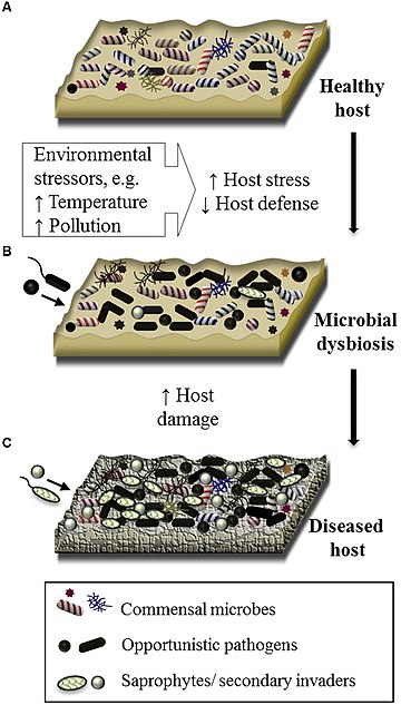 Dysbiose