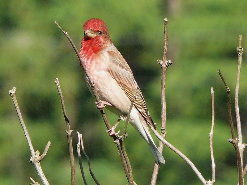 File:Dziwonia(Carpodacus erythrinus)cropped.jpg