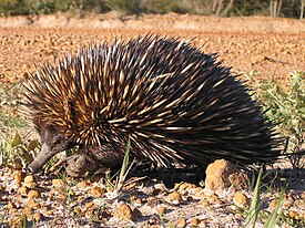 equidna pozo-ardiente.jpg