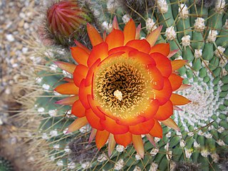 <i>Soehrensia bruchii</i> Species of cactus