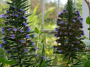 A kép leírása Echium pininana.jpg.