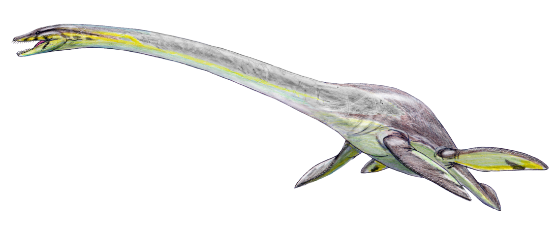 Elasmosaurus