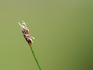 <i>Eleocharis acicularis</i> Species of grass-like plant