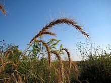 Elymus canadensisEVB.jpg 