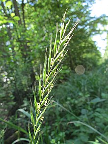 L'inflorescence de Elymus (07) .jpg