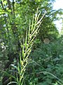 Elymus caninus