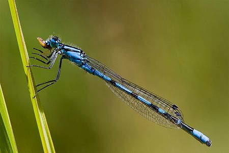 Enallagma cyathigerum – The photo is part of a sequence that shows the complete consumption of a cicada by the damselfly.