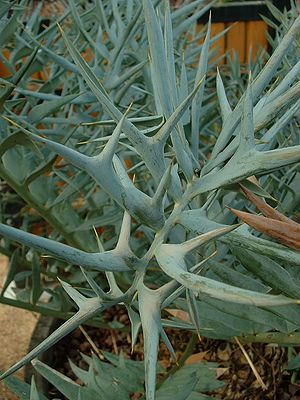 Encephalartos horridus