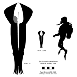 Enchoteuthis