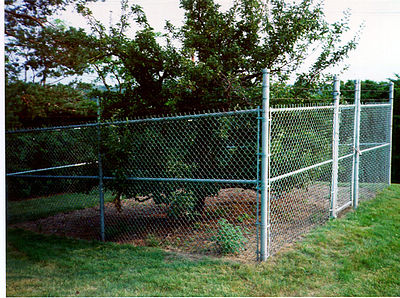 The Endicott Fruit Tree is a pear tree that was planted in the 1630s. It is the oldest living cultivated fruit tree in North America. Local law stipulates that it must remain undisturbed and is the town's prized possession, appearing on its seal. The Endicott family was a very prominent one that played a role in dispersing cider and perry apples right through the nineteenth century. The USDA has taken cuttings to examine it for its longevity and possibly plant its clones so the DNA may live on after the tree dies; the cultivar itself is quite rare. Endicott pear.jpeg