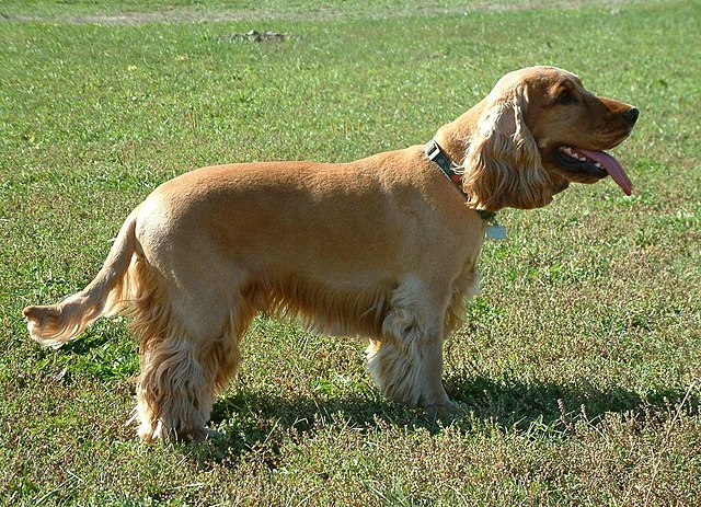 Cocker Spaniel inglese: il cane solare. - Amica Veterinaria