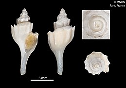 Enixotrophon vangoethemi.