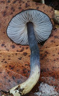 <i>Entoloma moongum</i> Species of fungus