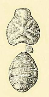 <i>Eocteniza</i> Extinct genus of arachnids