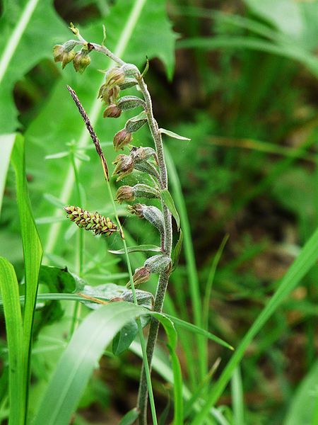 File:Epipactis microphylla Trélissac 04 06 09 (1).JPG