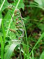 Epipactis microphylla France - Dordogne Trélissac