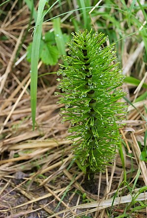 Equisetum telmateia with dew in Fallätsche, Zurich