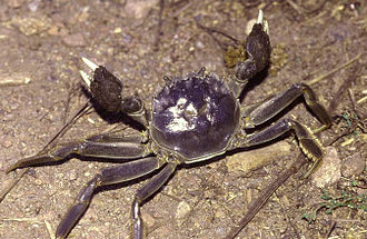 The Chinese mitten crab is a commercially important species in the Yangtze, but invasive in other parts of the world. EriocheirSinensis1.jpg