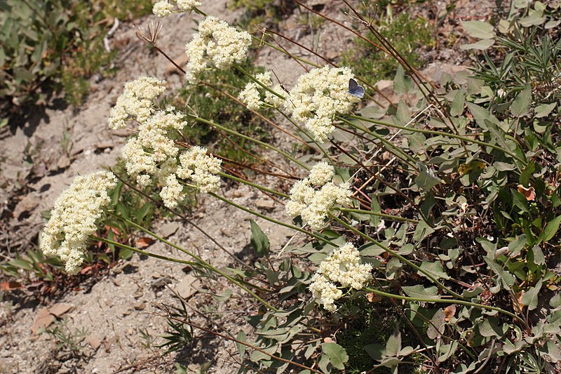 File:Eriogonum compositum 3425.JPG