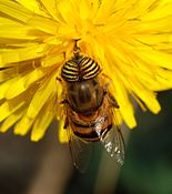   Male Eristalinus taeniops (Syrphidae)