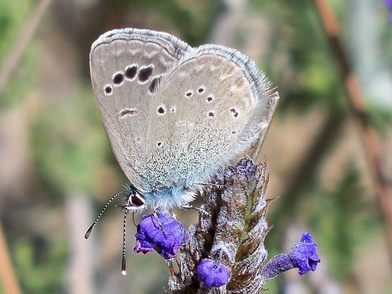 File:Escamas azules (Glaucopsyche melanops).jpg