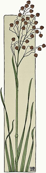 File:Etude de la plante - p.137 fig.180 - Amourette.jpg