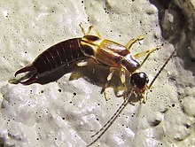 Euborellia cincticollis.jpg