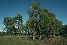 Eucalyptus kitsoniana.jpg