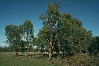 <i>Eucalyptus kitsoniana</i> Species of eucalyptus