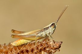 Criquet en gros plan à tête et thorax marron, et abdomen jaune, sur un végétal desséché.