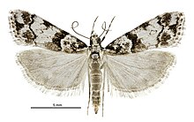 Eudonia torodes male2.jpg