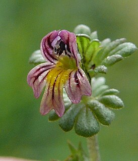 <i>Euphrasia hirtella</i> Species of flowering plant