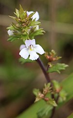 Thumbnail for Euphrasia arguta