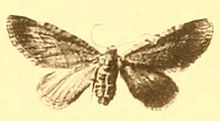 Eupithecia moecha.JPG