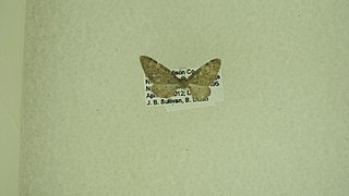 <i>Eupithecia swettii</i> Species of moth