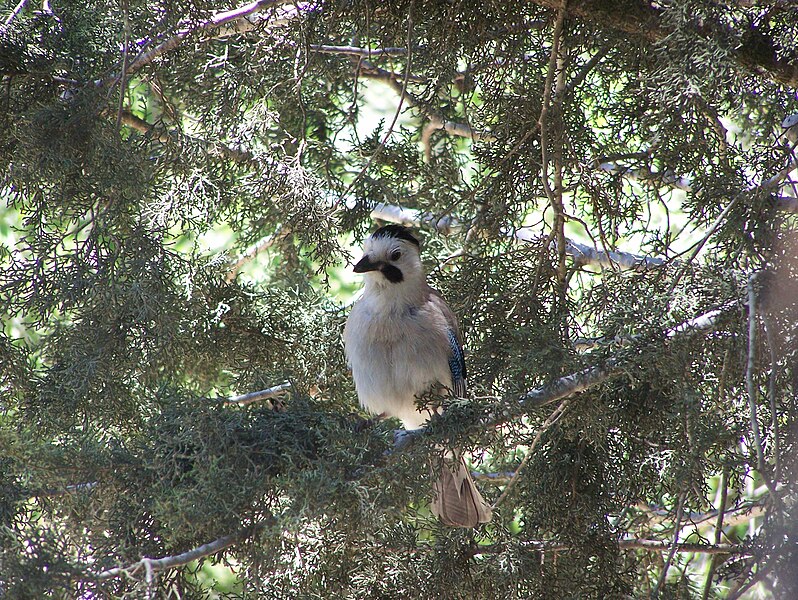 File:Eurasian Jay in the Sataf4.jpg