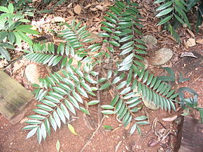 Descrizione dell'immagine Eurycoma longifolia.JPG.