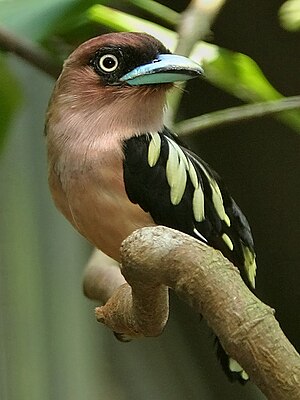 Rosenkopf-Breitrachen (Eurylaimus javanicus)