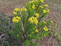 Euryops linearis